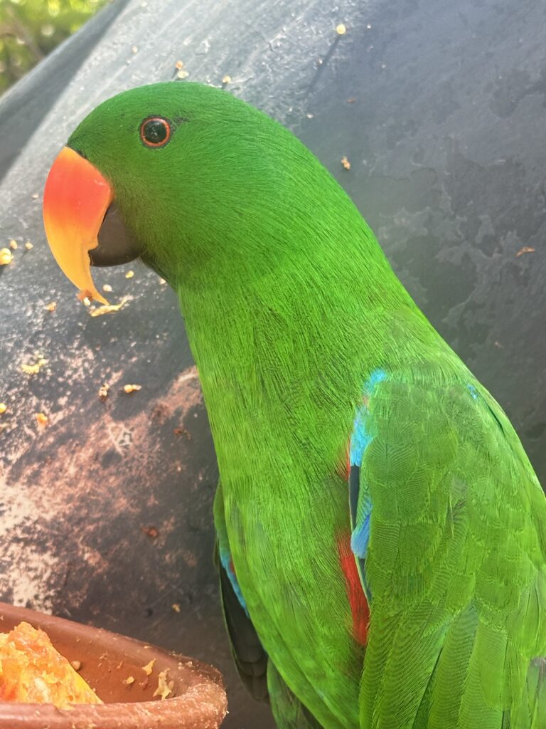 Loro Parque Tenerife Zöld papagáj
