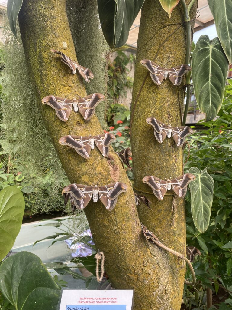 Színes pillangó a Mariposario pillangóházban Icod de los Vinosban