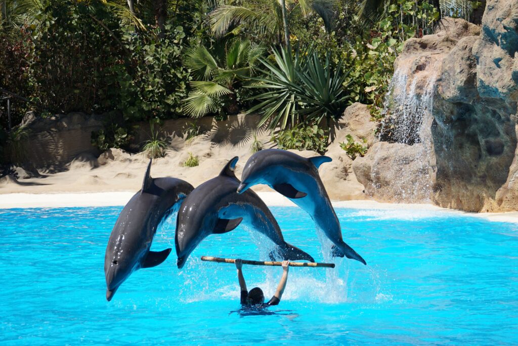 Loro parque delfin show