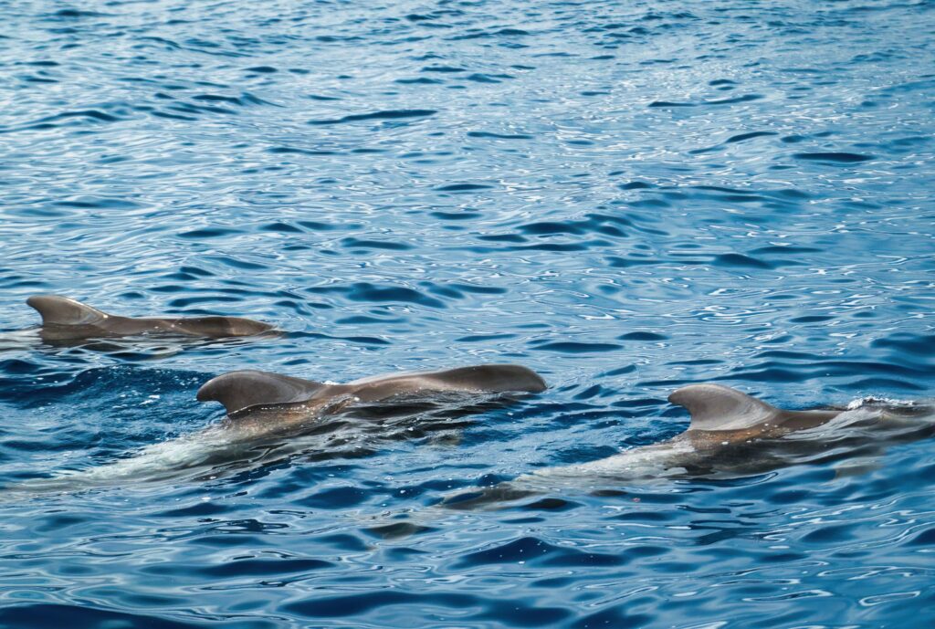 delfin Tenerife partjainál