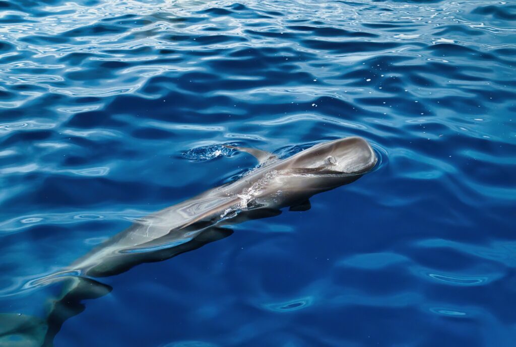 Bálna- és delfinles hajóval Tenerife partjainál