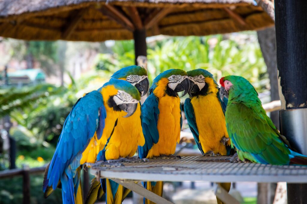 Loro Parque papagájok