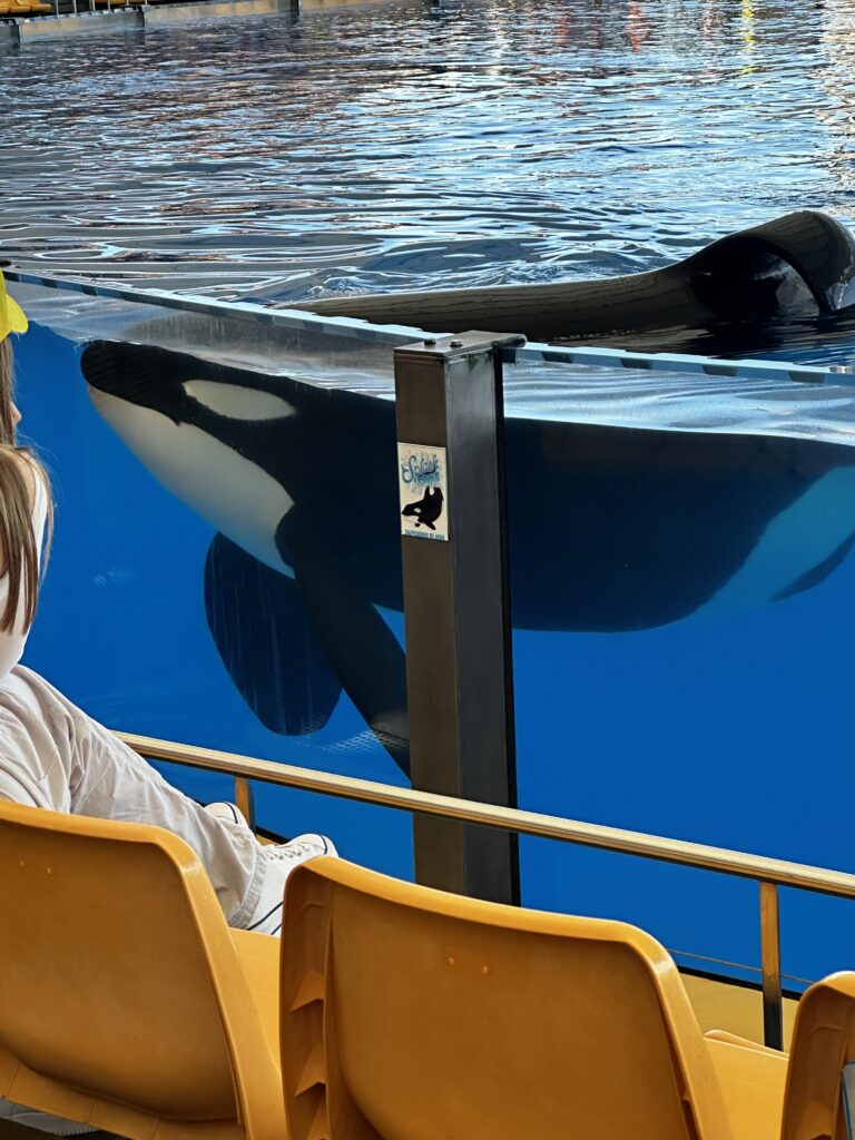 Loro Parque Orca show Tenerife