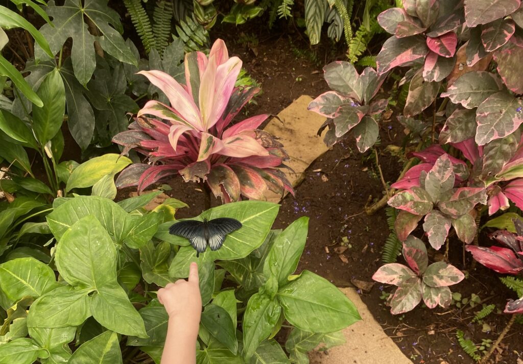 Színes pillangó a Mariposario pillangóházban Icod de los Vinosban
